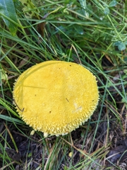 Floccularia luteovirens