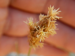 Carex douglasii