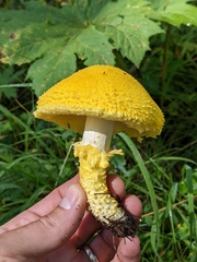 Floccularia luteovirens