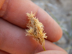 Carex douglasii