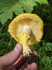 Floccularia luteovirens