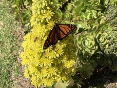 Danaus plexippus