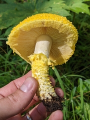 Floccularia luteovirens