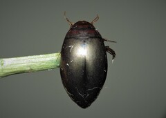 Ilybius fenestratus