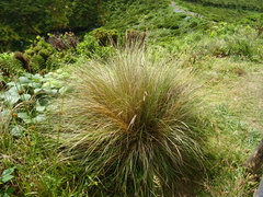 Festuca francoi