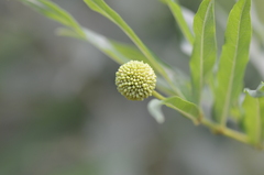 Cephalanthus salicifolius