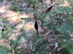 Chamaecrista deeringiana