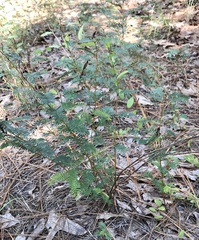 Chamaecrista deeringiana