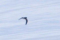 Hydrobates leucorhous
