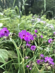 Mirabilis melanotricha