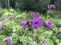 Mirabilis melanotricha