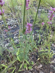 Agastache pallidiflora