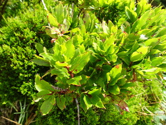 Vaccinium cylindraceum