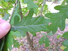 Macrodiplosis pustularis