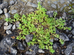 Alchemilla microcarpa