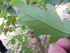 Macrodiplosis pustularis