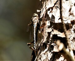 Aeshna tuberculifera