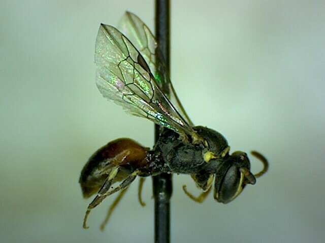 Hylaeus royesi