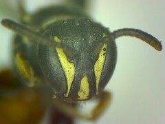 Hylaeus royesi