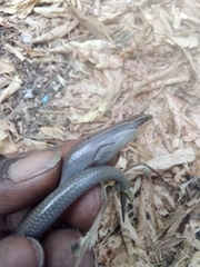 Plestiodon tetragrammus brevilineatus