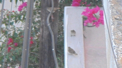 Passer domesticus