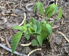 Acalypha neomexicana