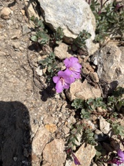 Epilobium obcordatum