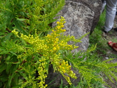 Solidago azorica