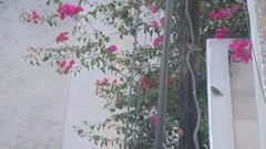 Passer domesticus
