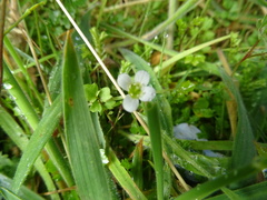 Cardamine caldeirarum