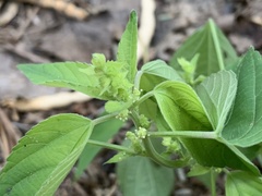 Acalypha neomexicana