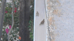 Passer domesticus