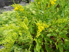 Solidago azorica
