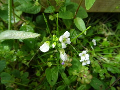 Cardamine caldeirarum