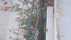 Passer domesticus