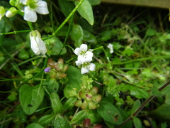 Cardamine caldeirarum