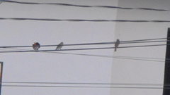 Passer domesticus