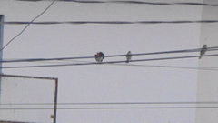 Passer domesticus