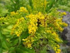 Solidago azorica