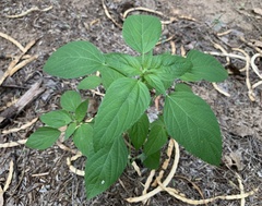 Acalypha neomexicana
