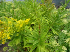 Solidago azorica
