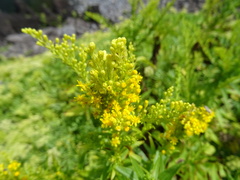 Solidago azorica
