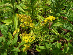 Solidago azorica