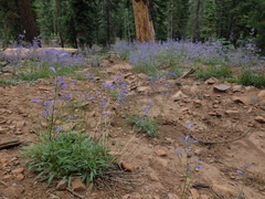 Penstemon gracilentus