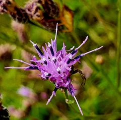 Serratula tinctoria