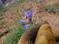 Penstemon gracilentus