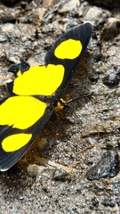 Cyllopoda jatropharia image