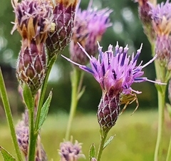 Serratula tinctoria