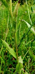 Serratula tinctoria