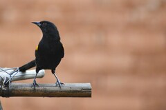 Icterus pyrrhopterus valenciobuenoi